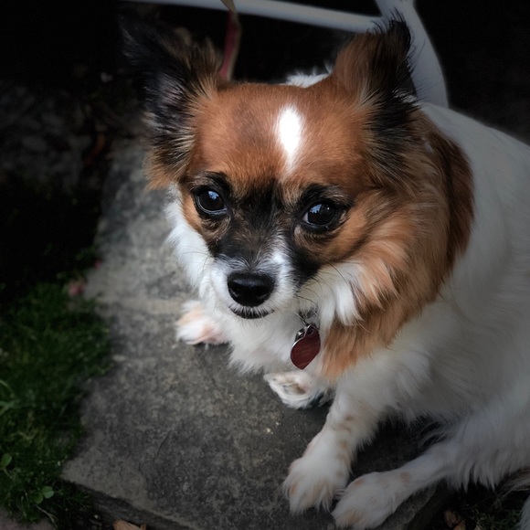 Meet your Posher, Csaba - Picture 1 of 1